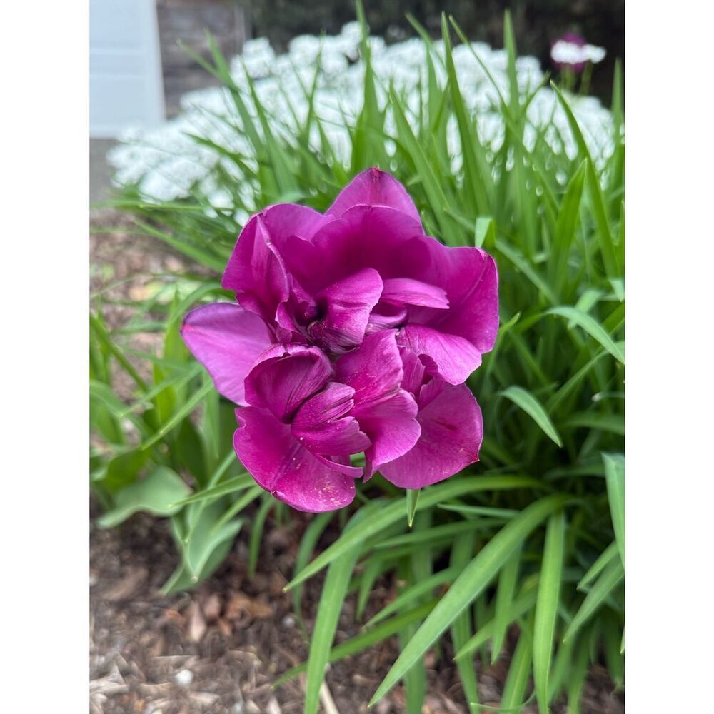 Happy Spring